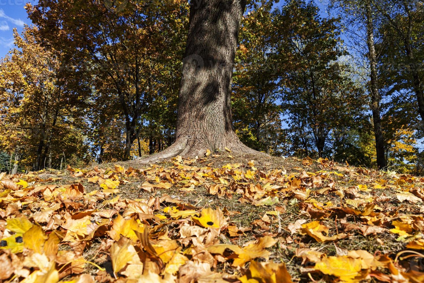 autumn season, close up photo