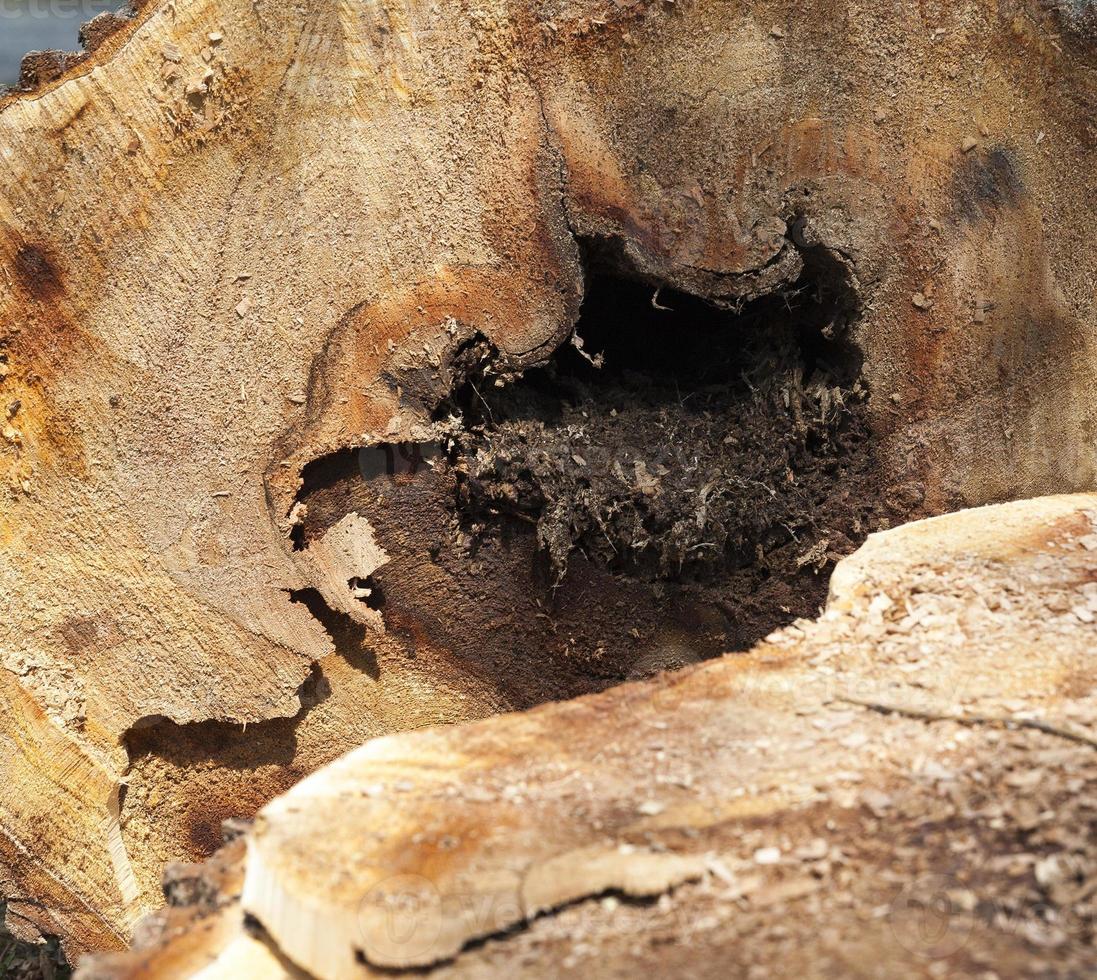 old tree trunk photo