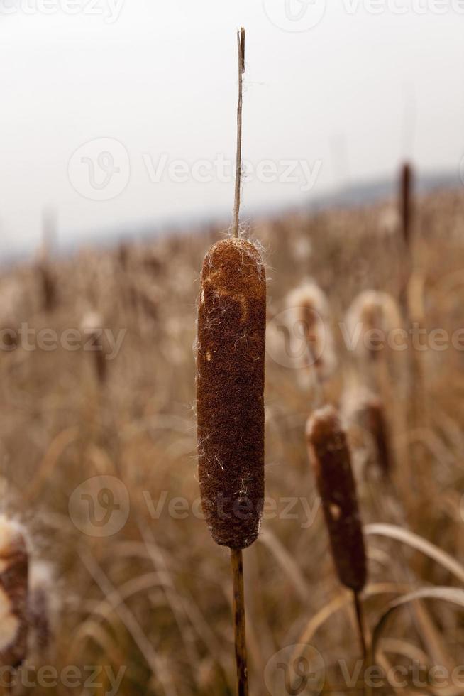 stems of cattail photo