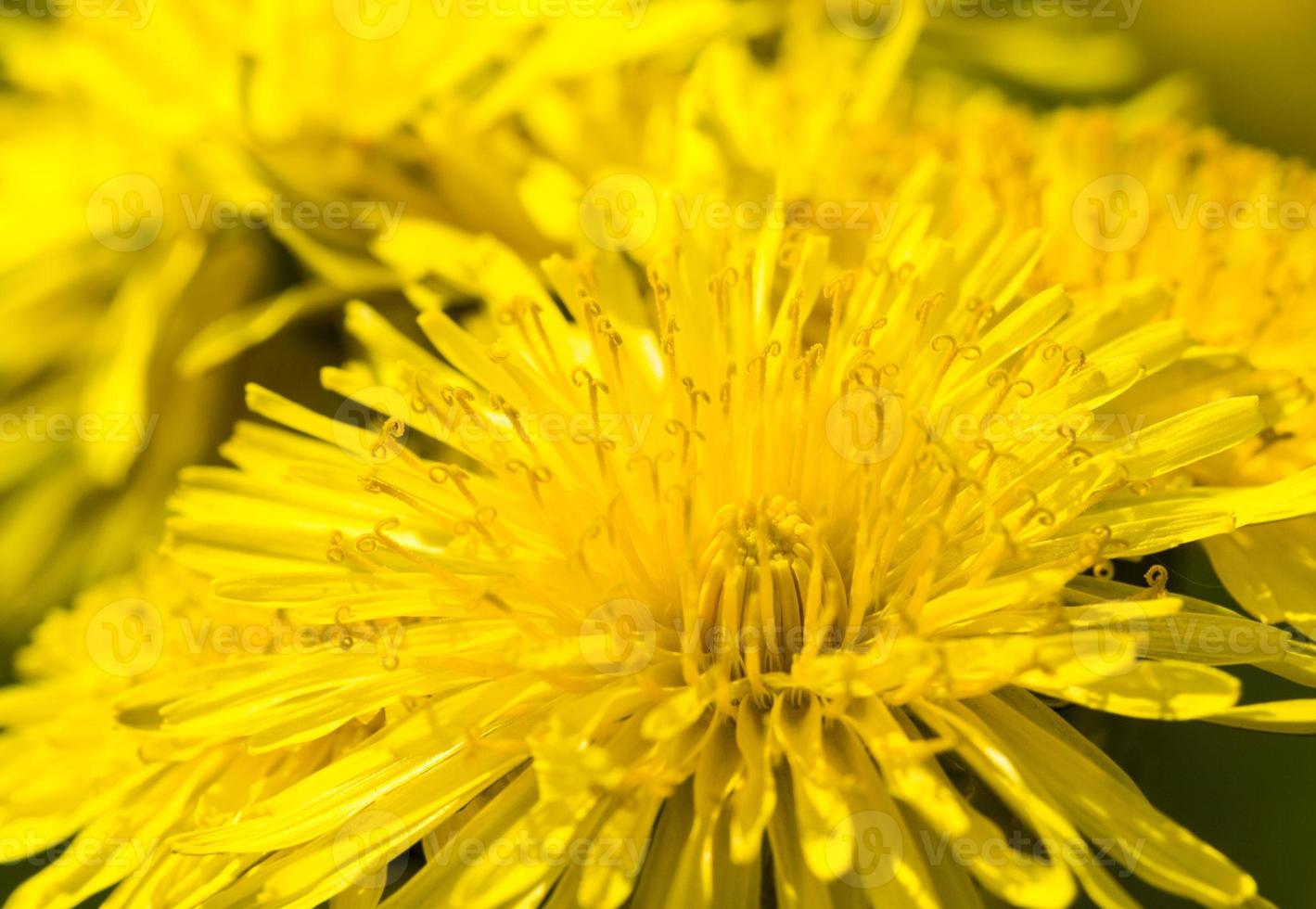 yellow beautiful dandelions photo