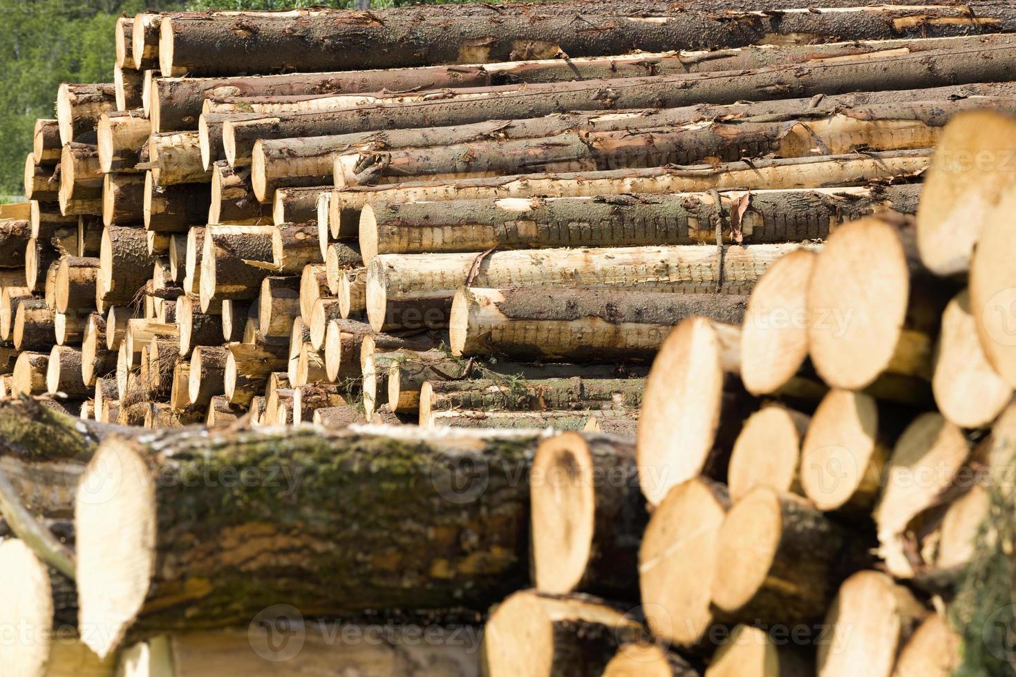 preparation of pine logs 9432319 Stock Photo at Vecteezy