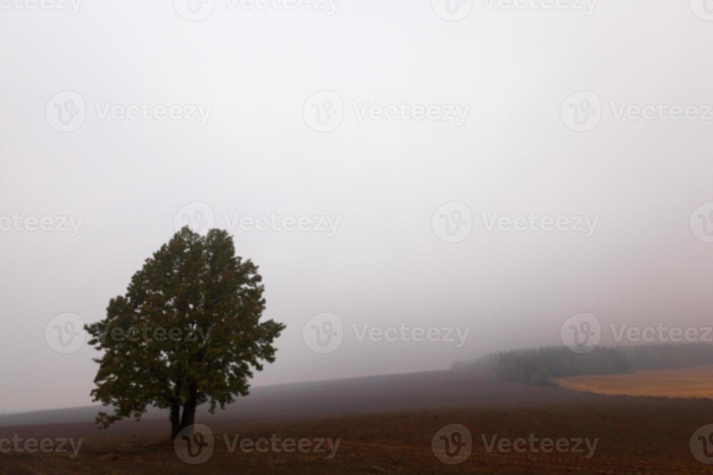tree in the field, autumn photo