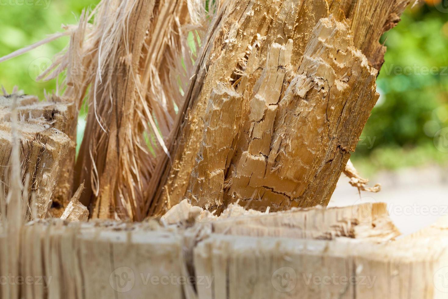 madera desgastada rota foto