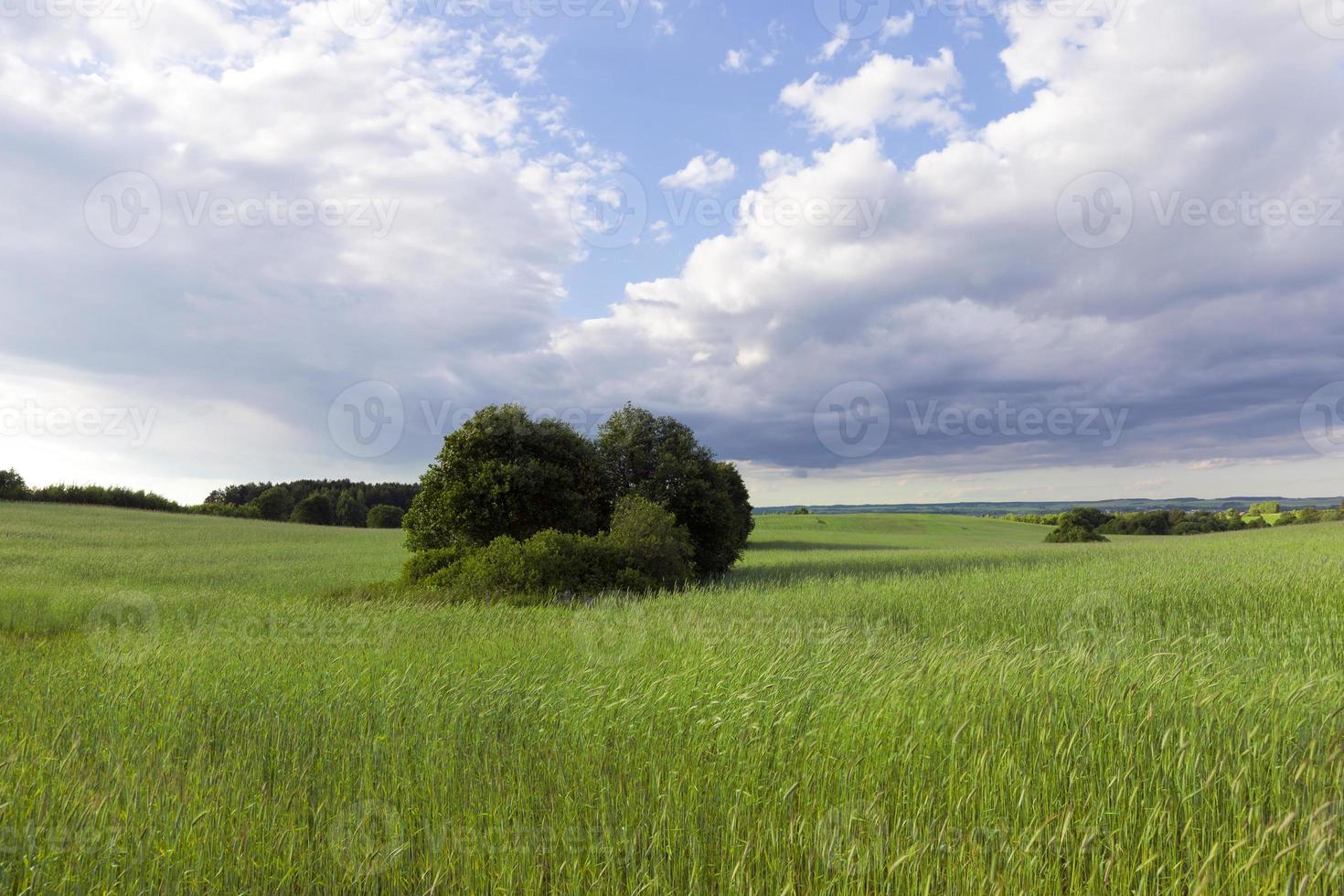 Green grass and trees photo