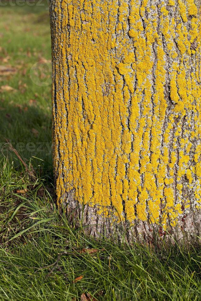 tree bark, close up photo