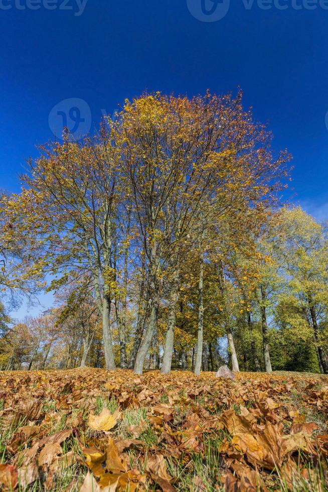 otoño soleado o nublado foto