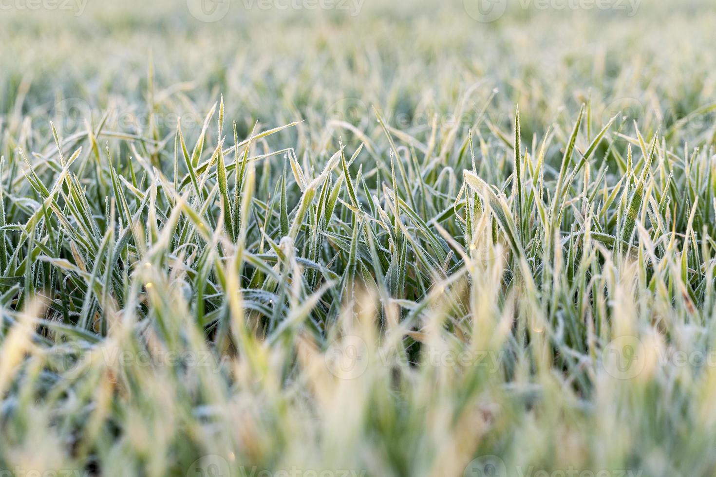 frost on the wheat photo