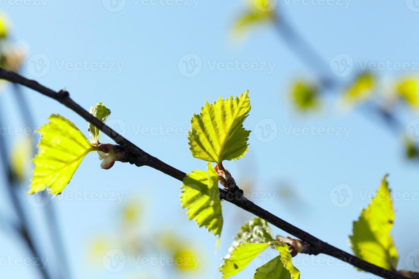 Young leaves of birch photo