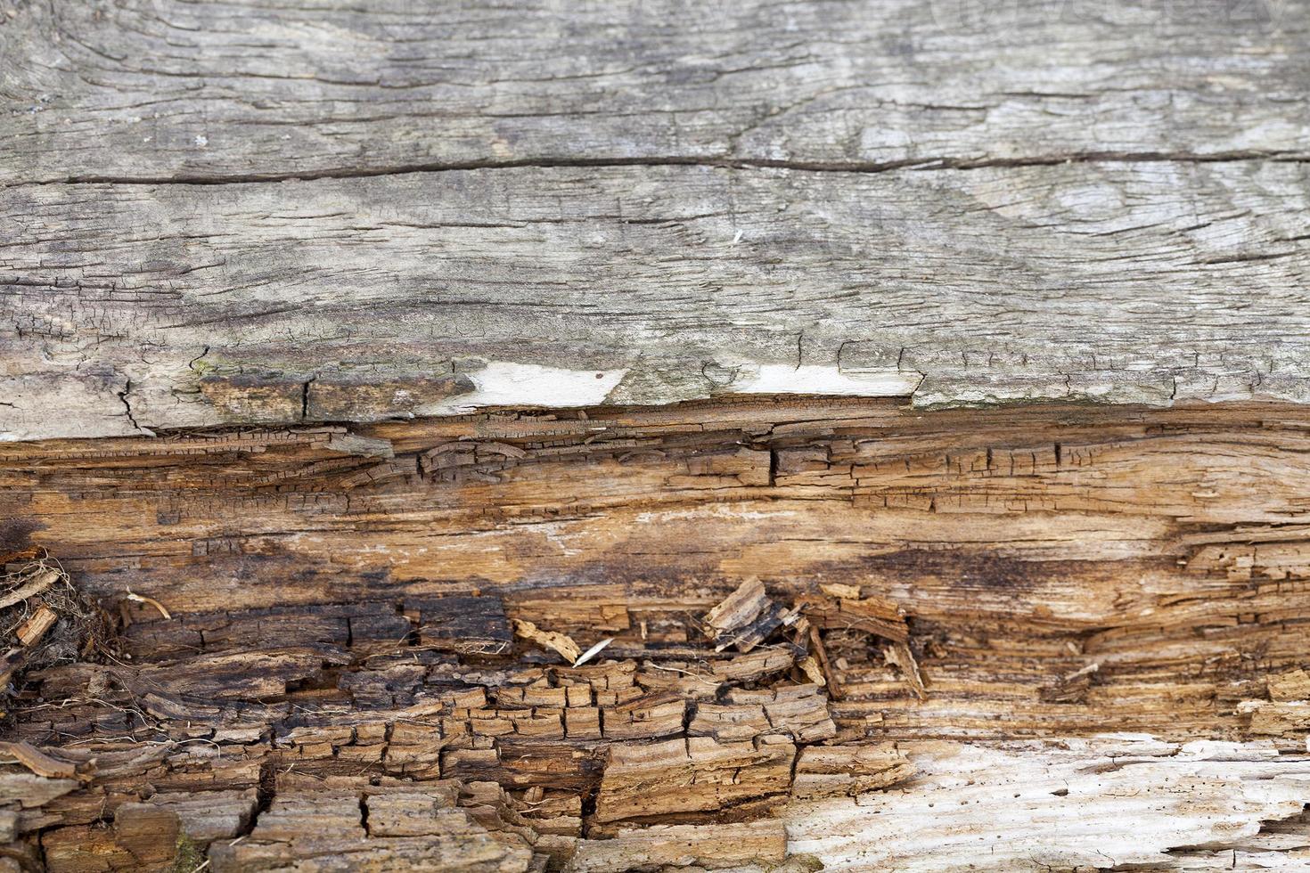 old wooden surface photo