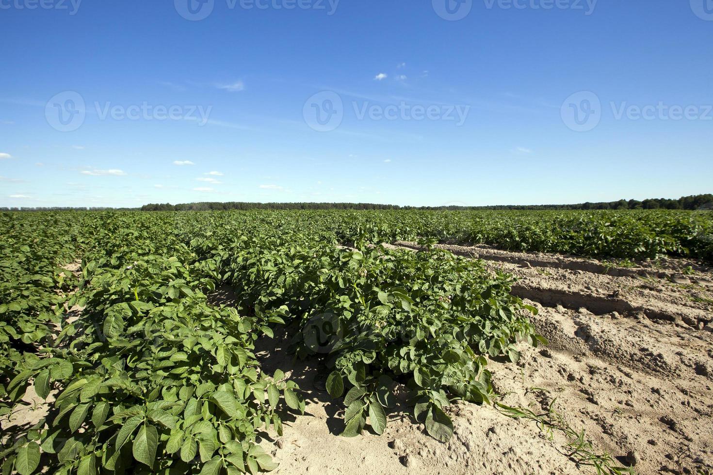 Potatoes in the field photo