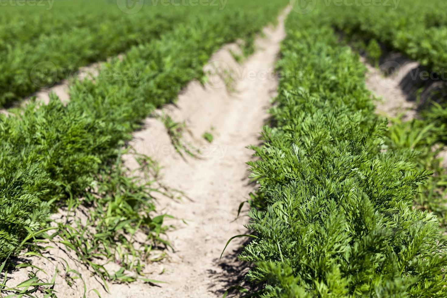 green carrot field photo