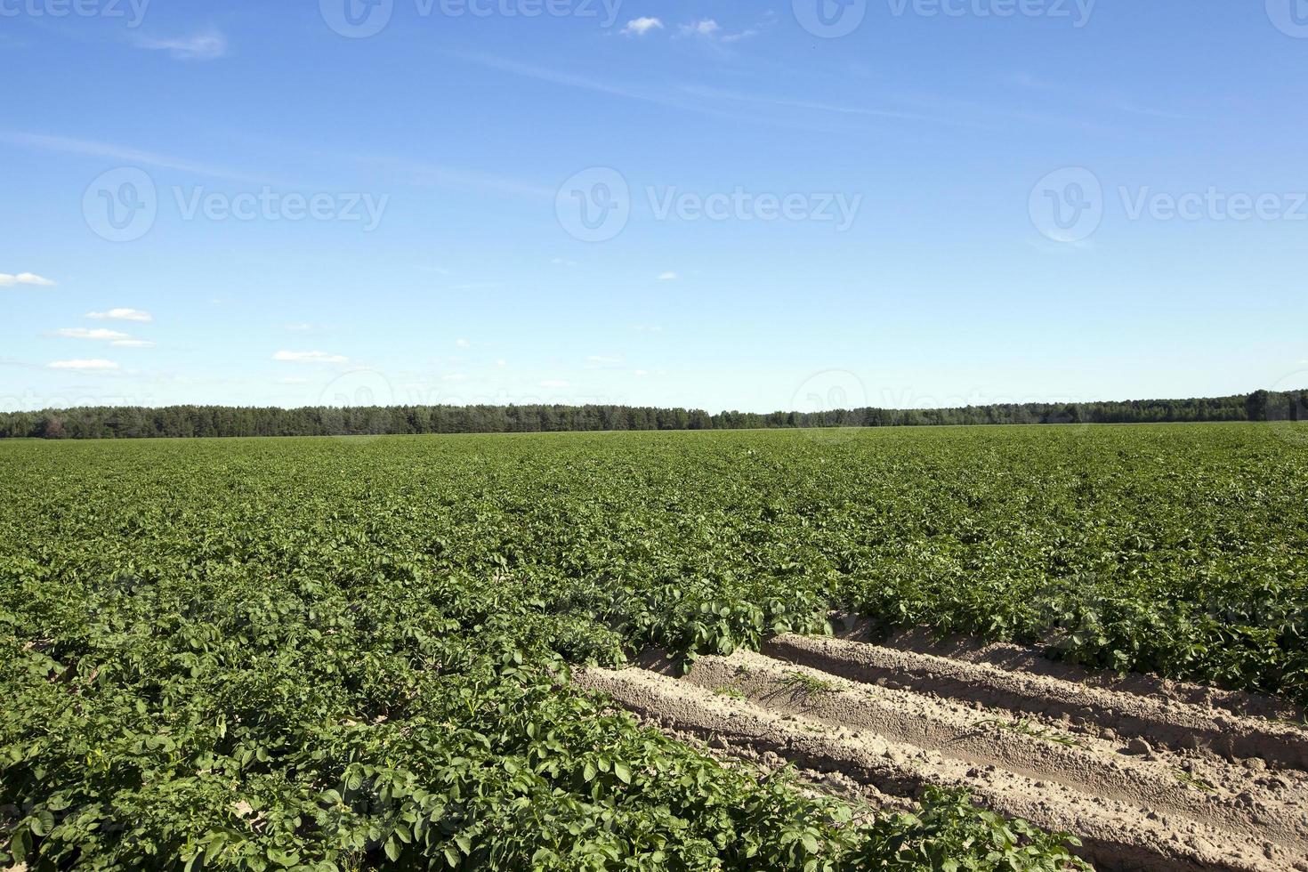 Potatoes in the field photo