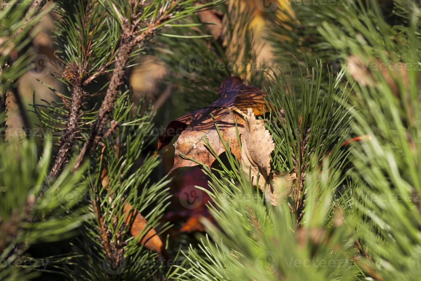 pine and dry leaf photo