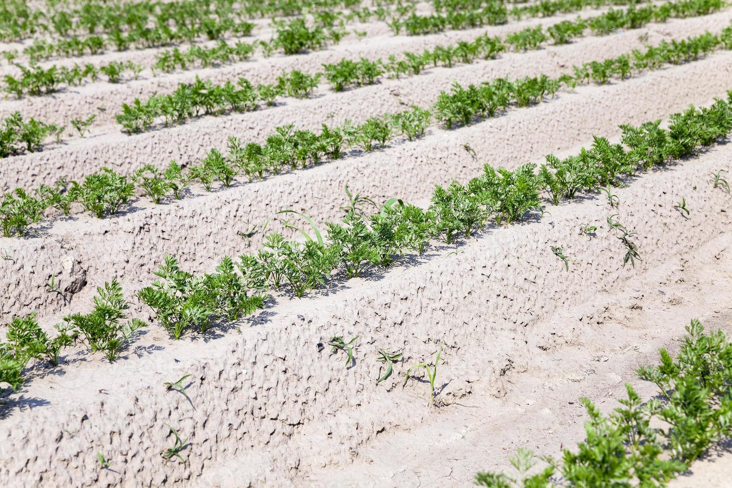 Field with carrot photo