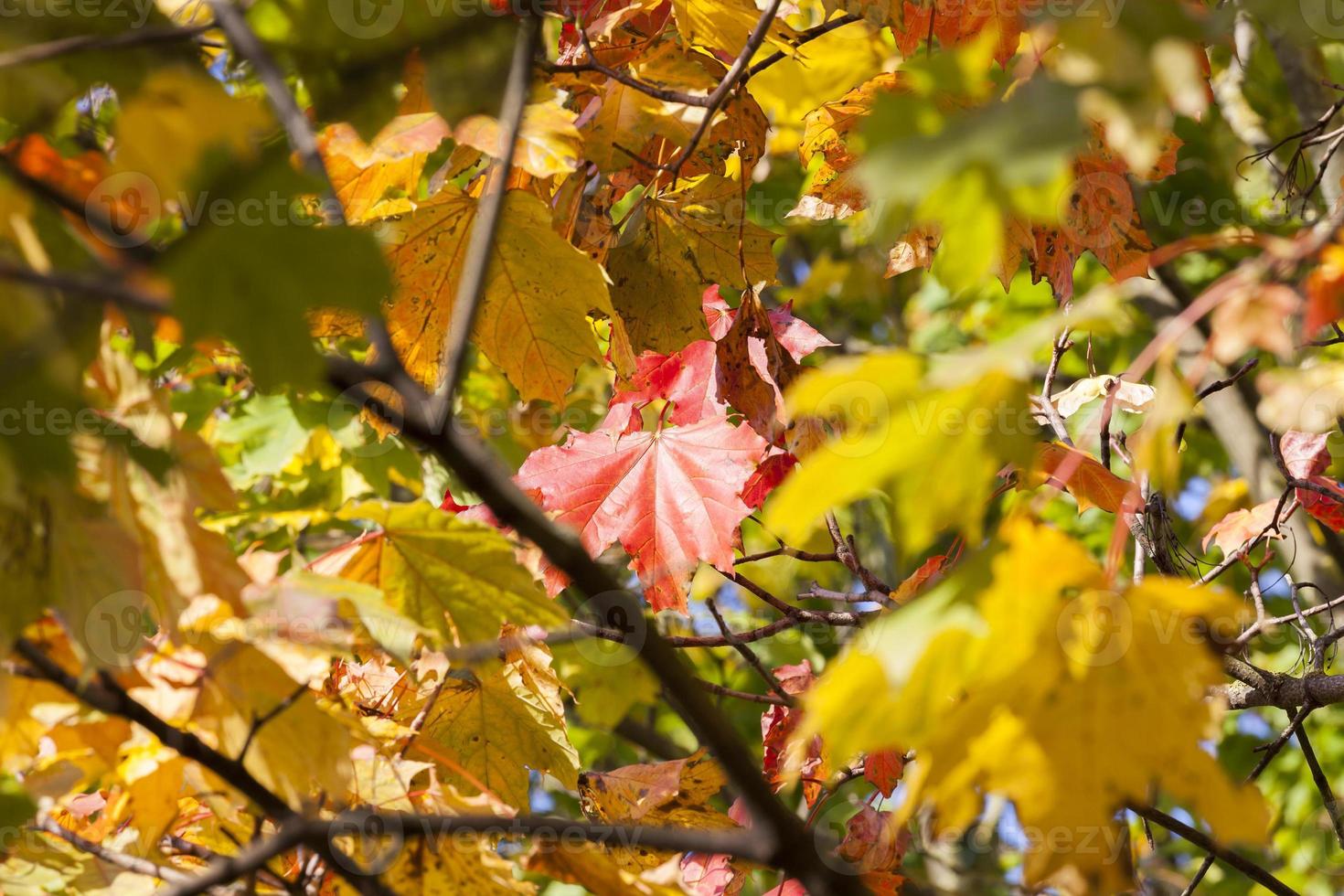 Autumnal maple, close up photo