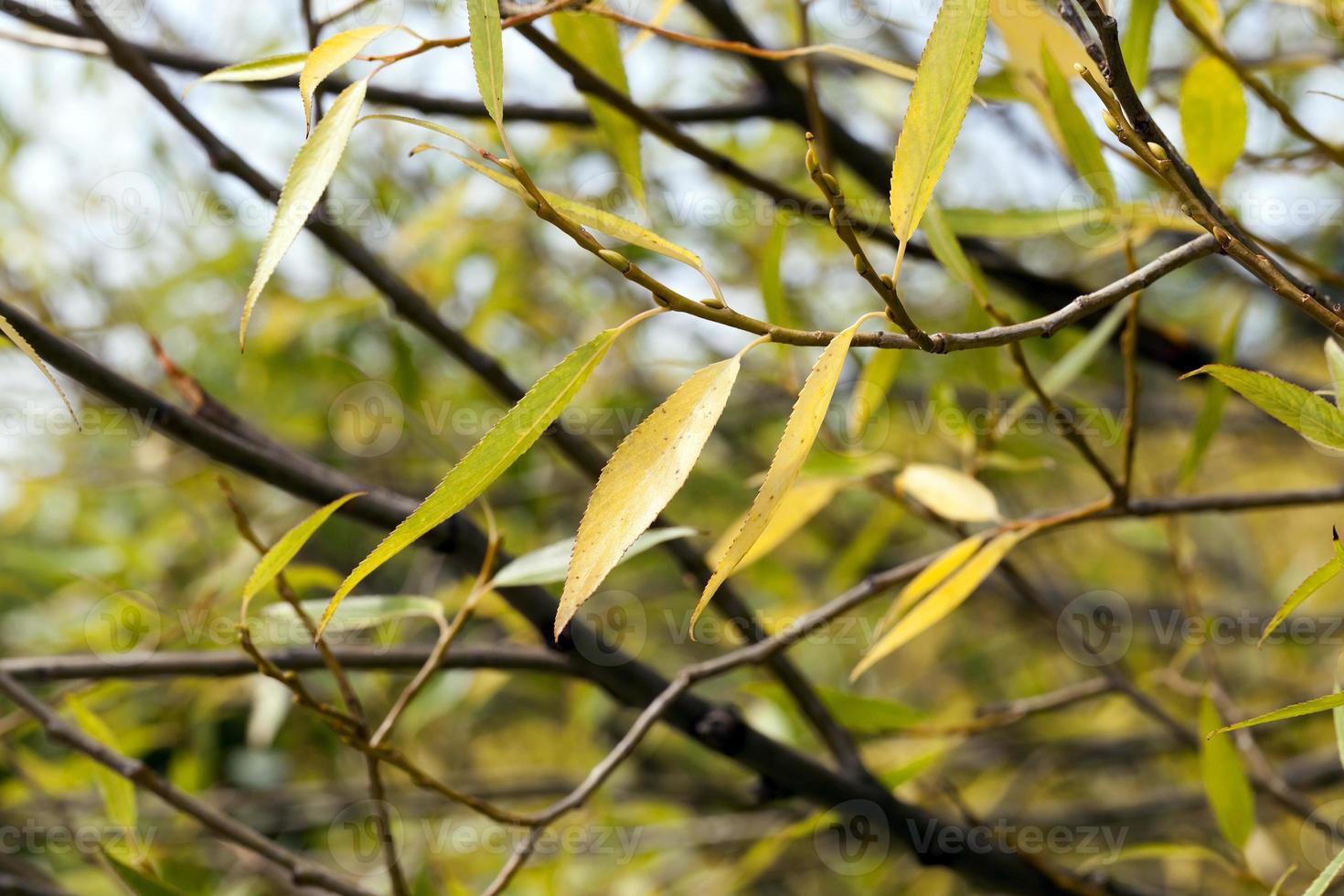 autumnal background, close up photo