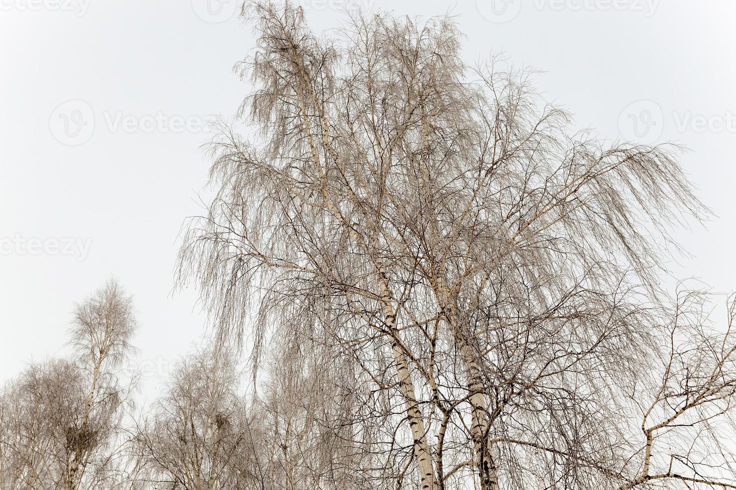 tiempo de invierno con nieve foto