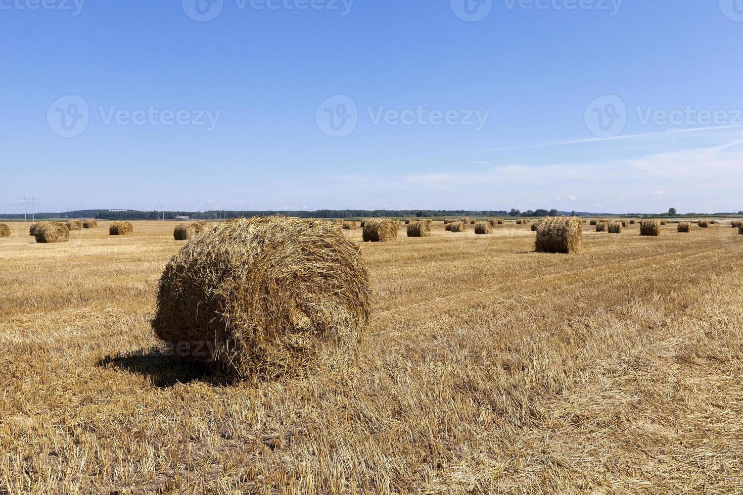 stack of straw in the field photo