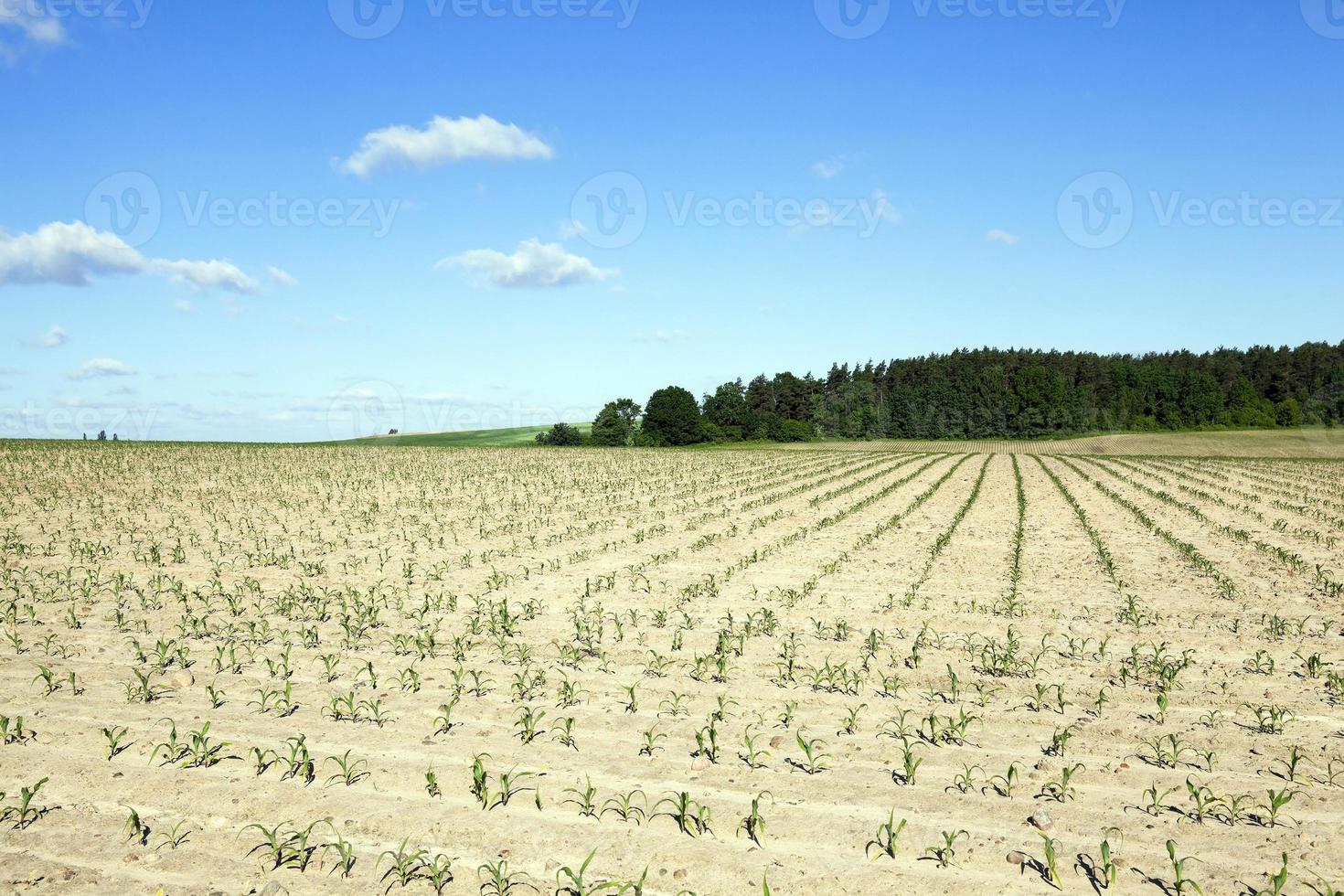 Field with corn photo