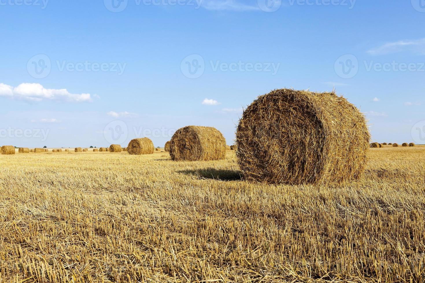Stack of straw photo