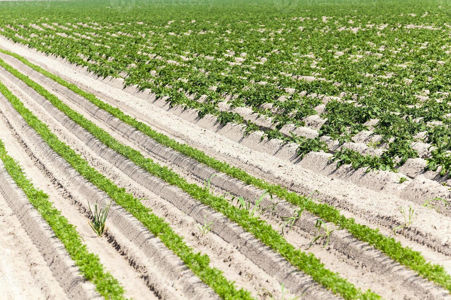 Field with carrot photo