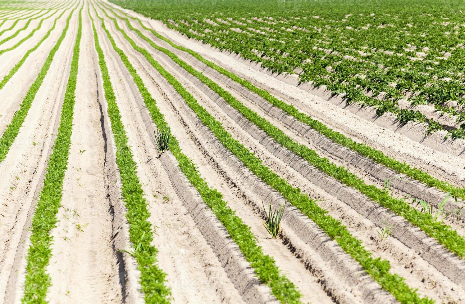 Field with carrot photo