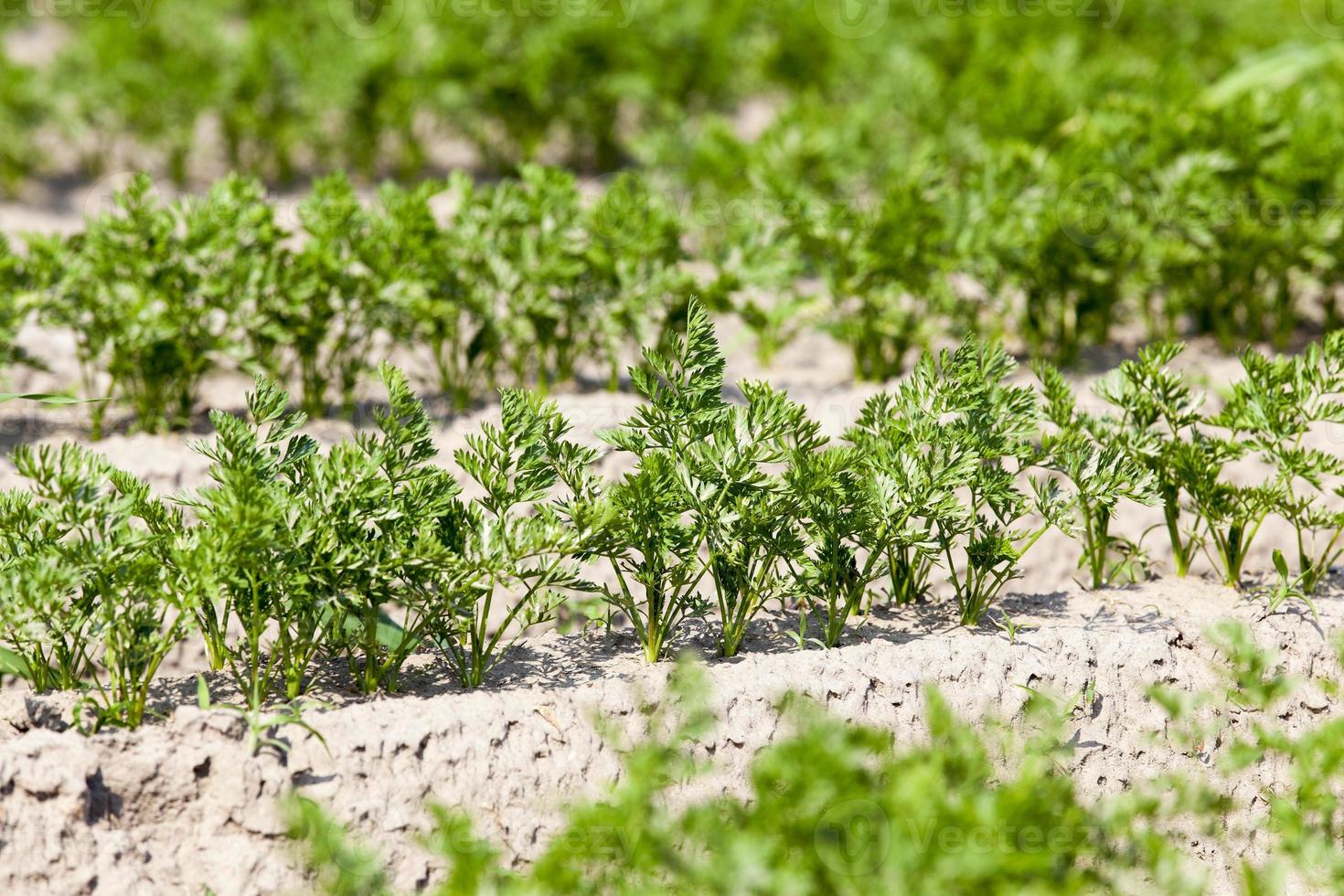 Field with carrot photo