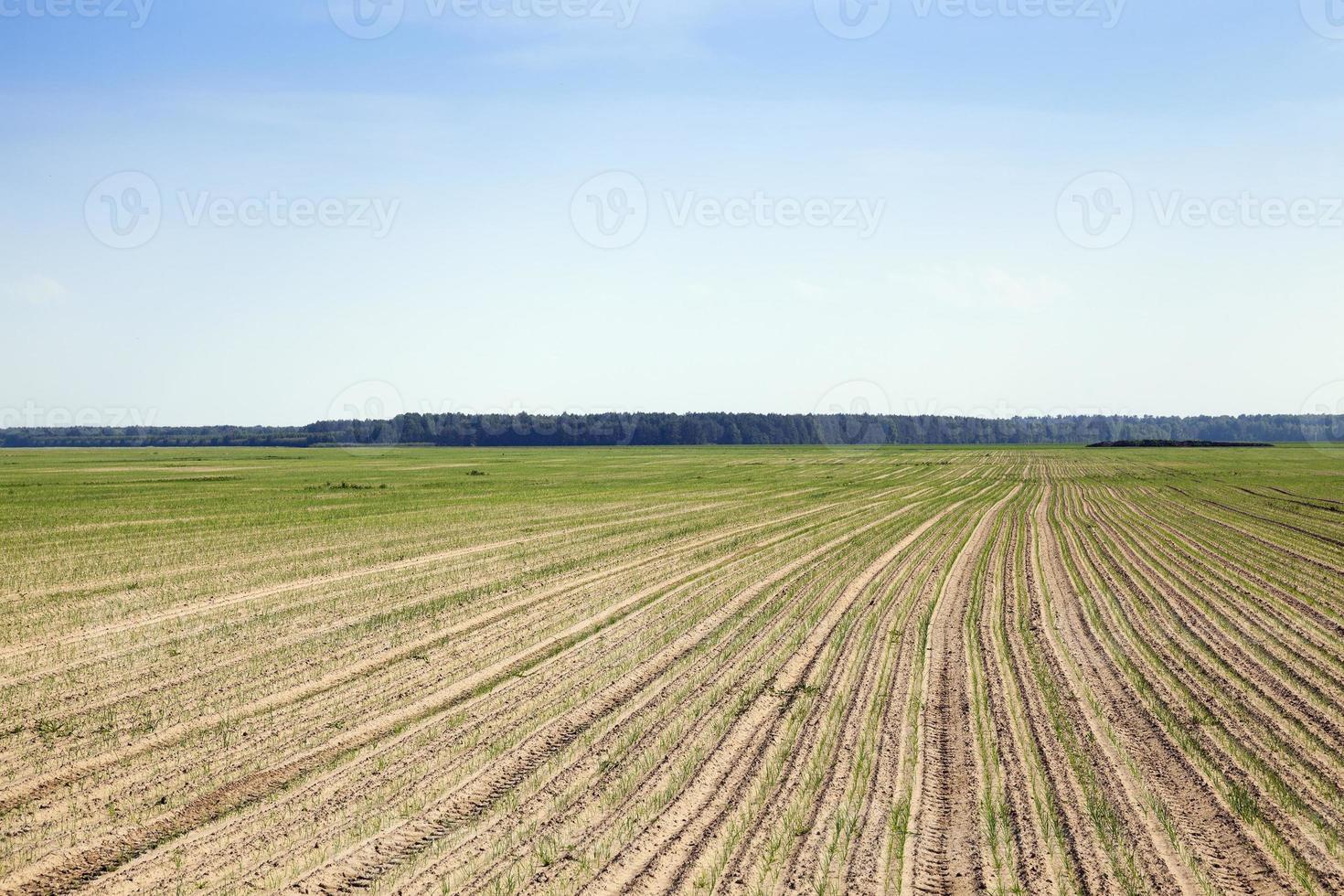 field with green onions photo