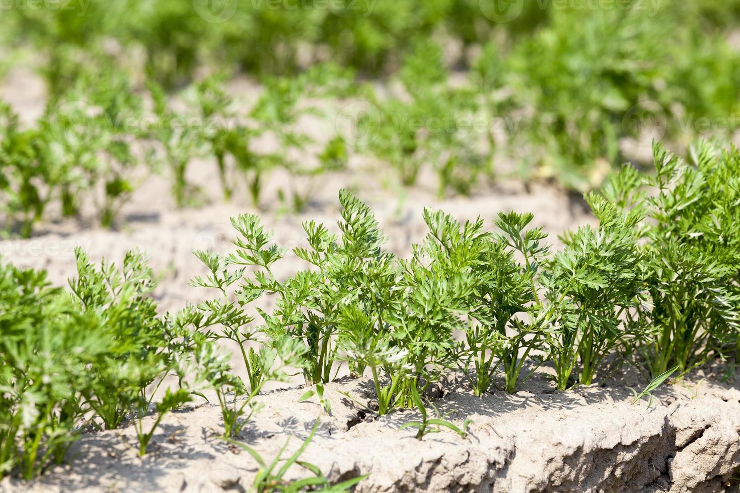 Field with carrot photo