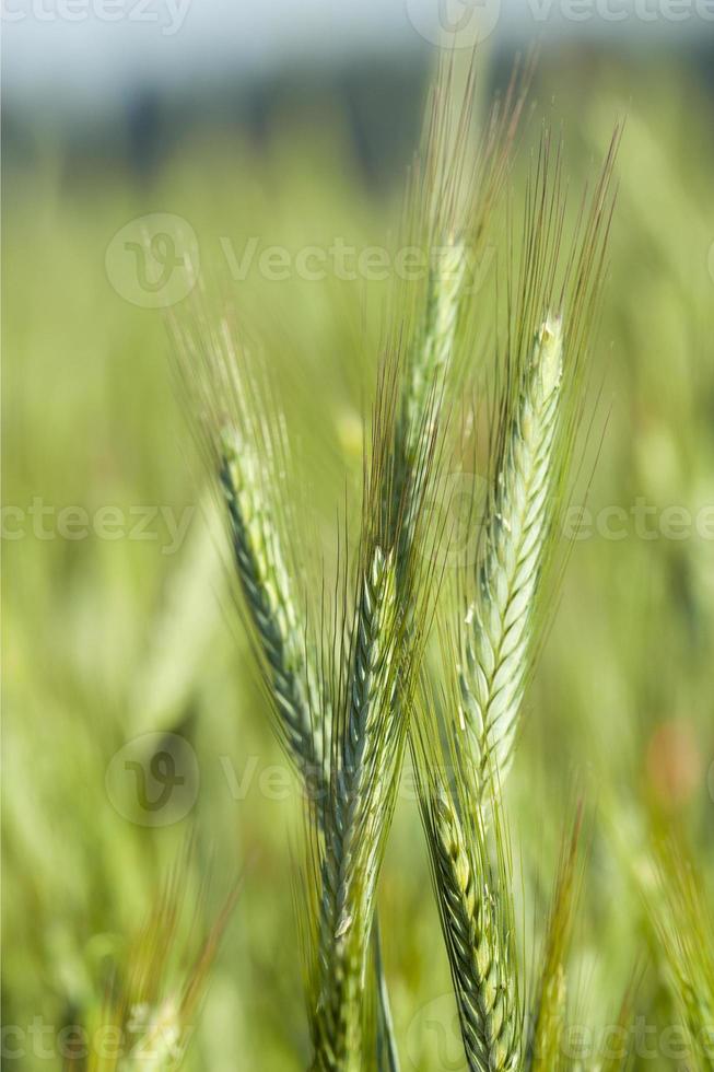 green cereals, close-up photo