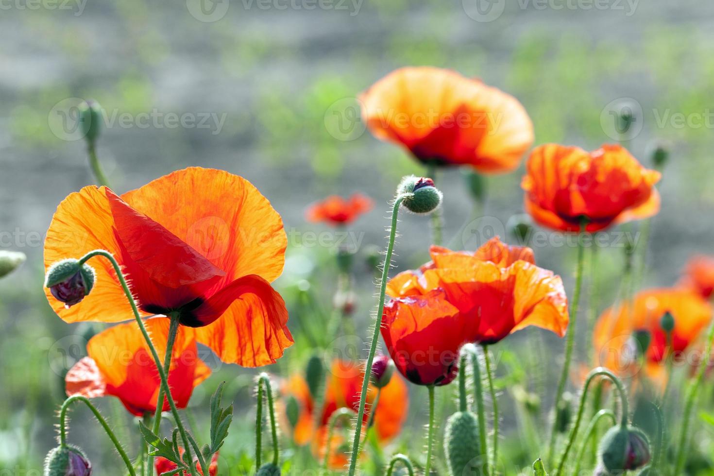 blooming red poppies photo