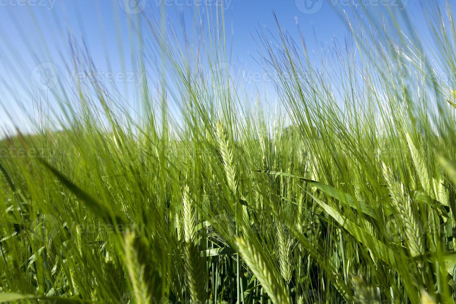 immature green grass photo