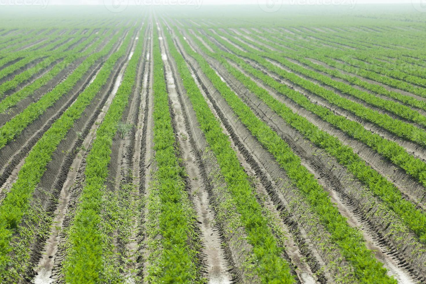Field with carrot photo