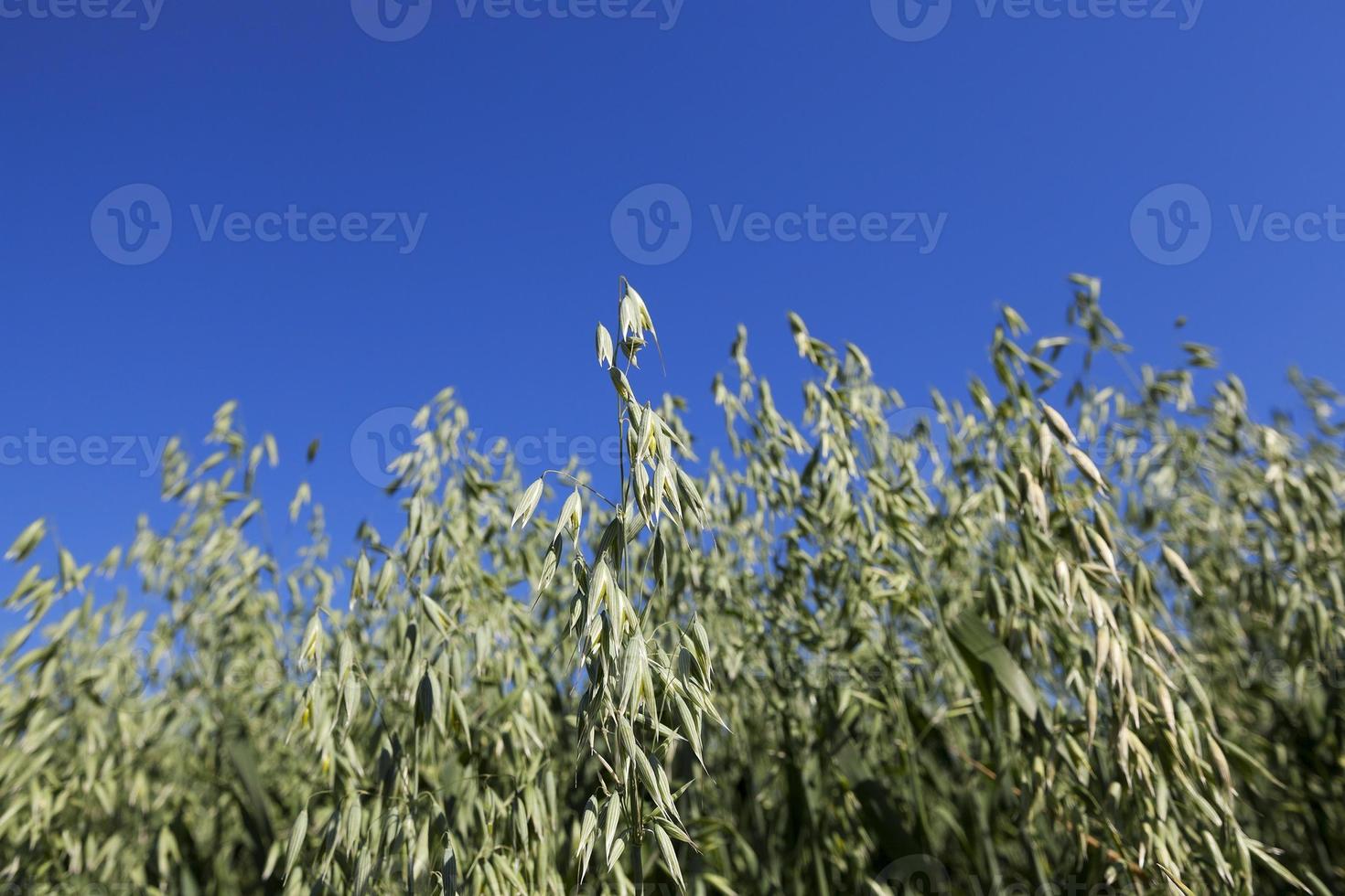 hierba verde inmadura foto