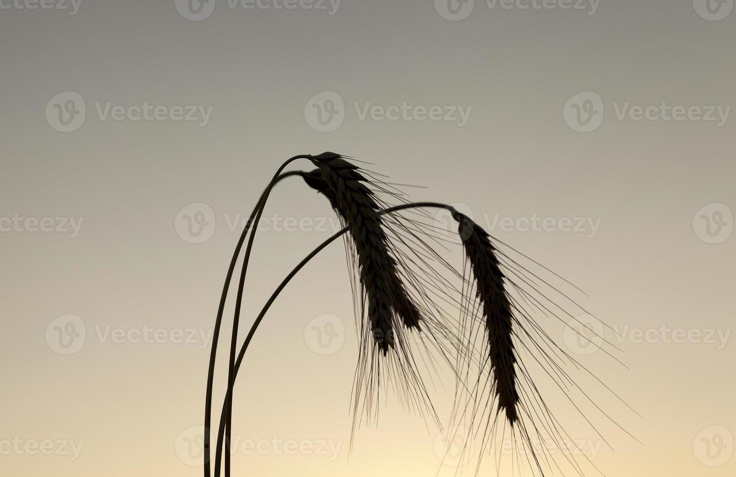 silhouette ears of rye at sunset photo