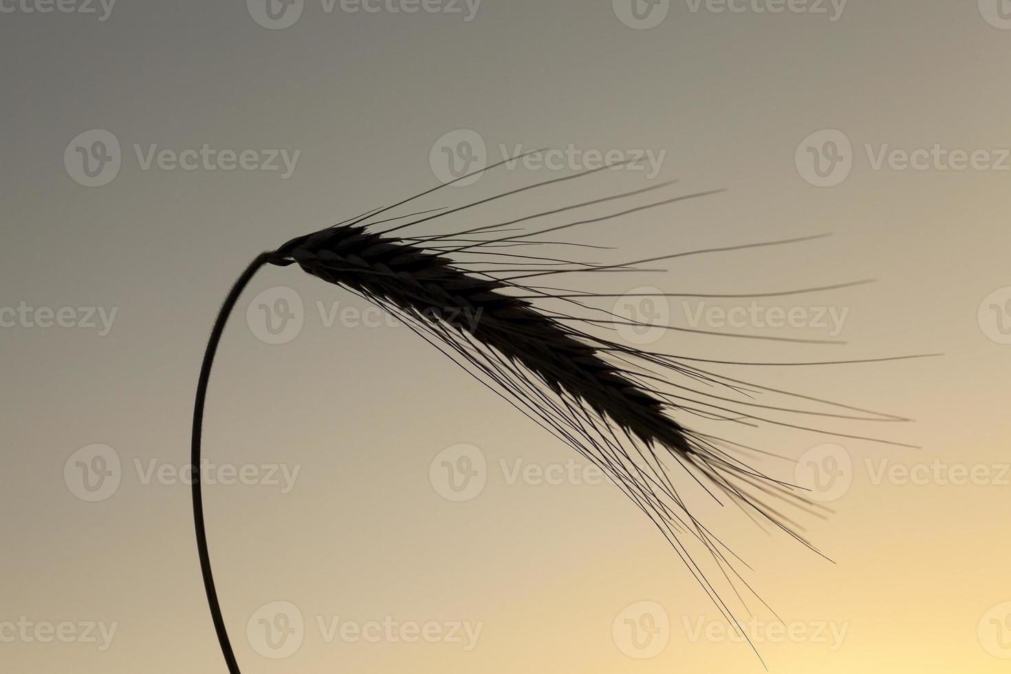 silhouette ears of rye at sunset photo