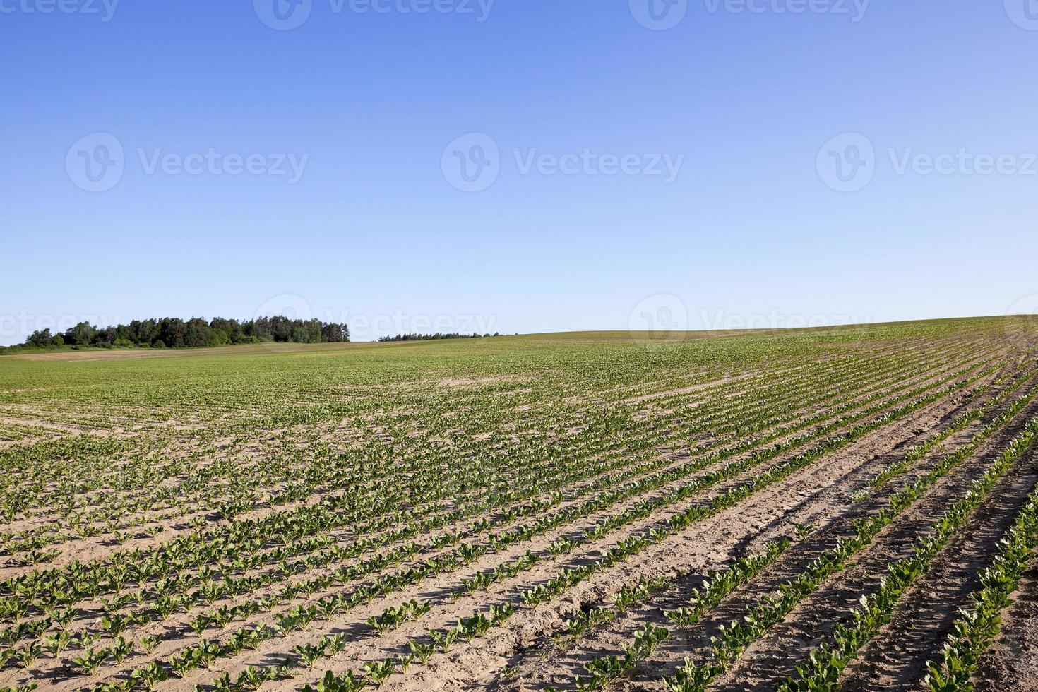 beetroot sprouts, spring photo