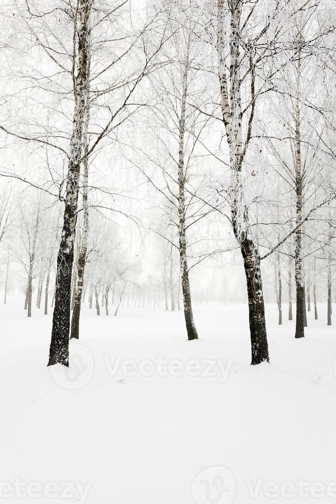 árboles en invierno foto