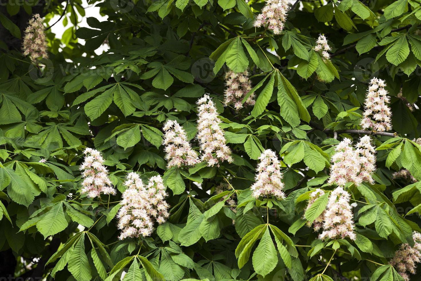blooming chestnut, spring photo