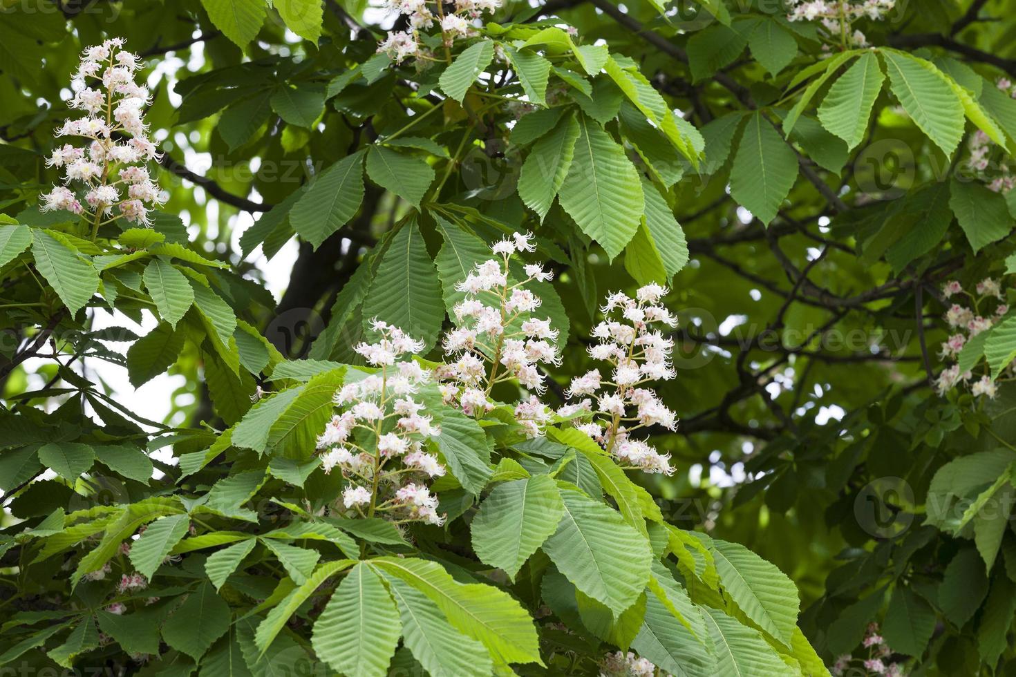 blooming chestnut, spring photo