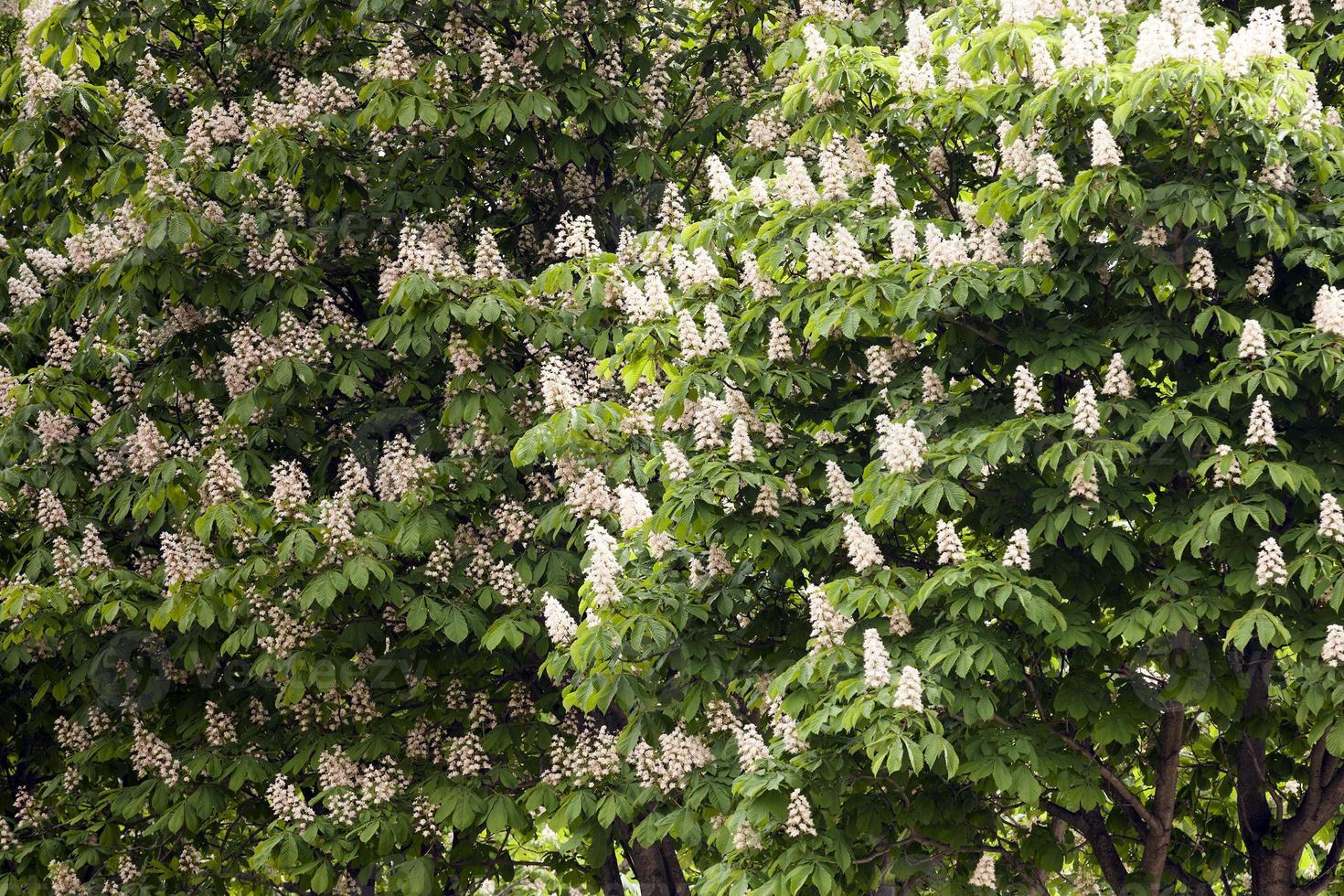 blooming chestnut, spring photo