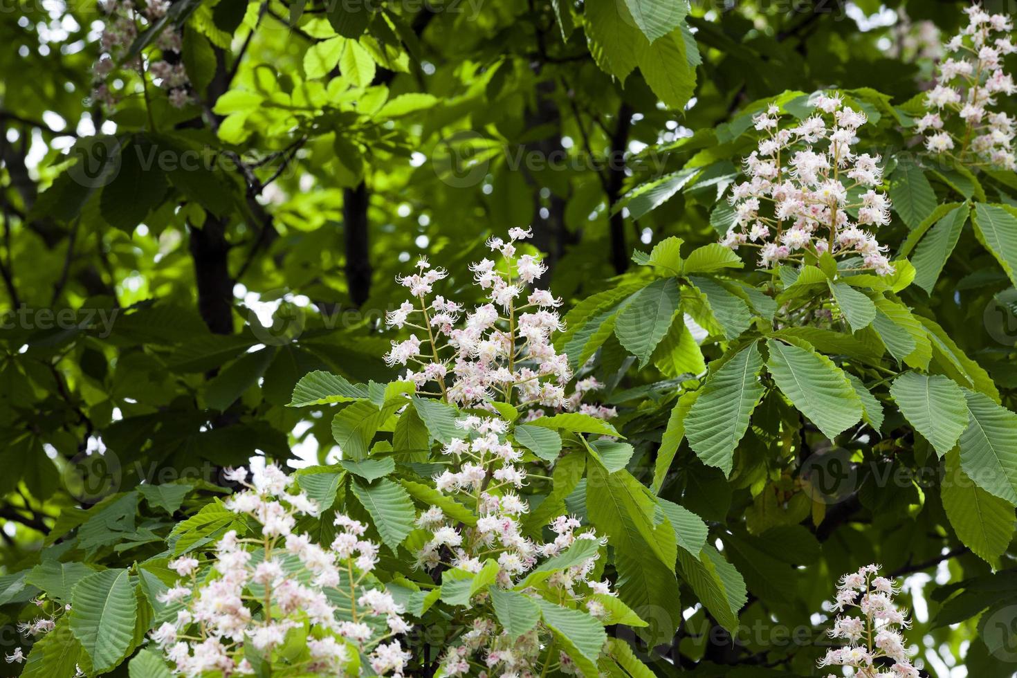 blooming chestnut, spring photo