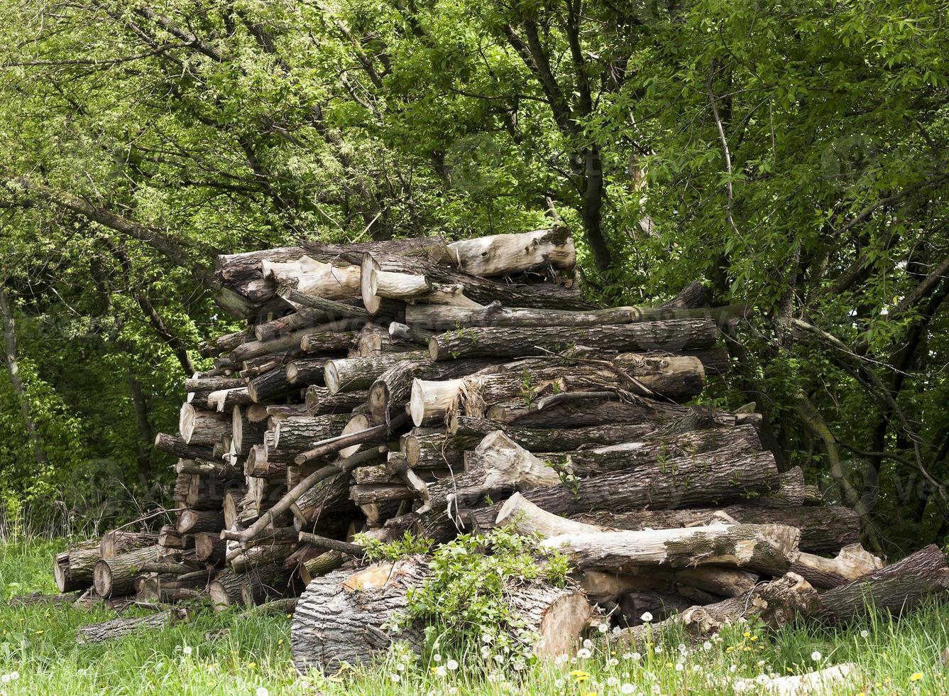 firewood in nature photo