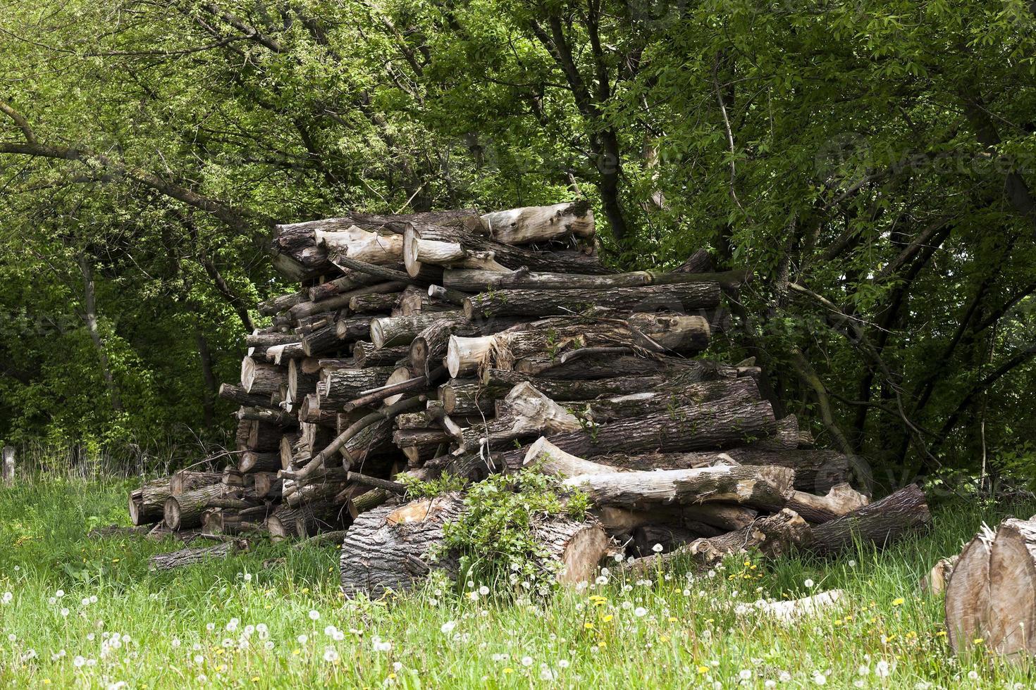 firewood in nature photo