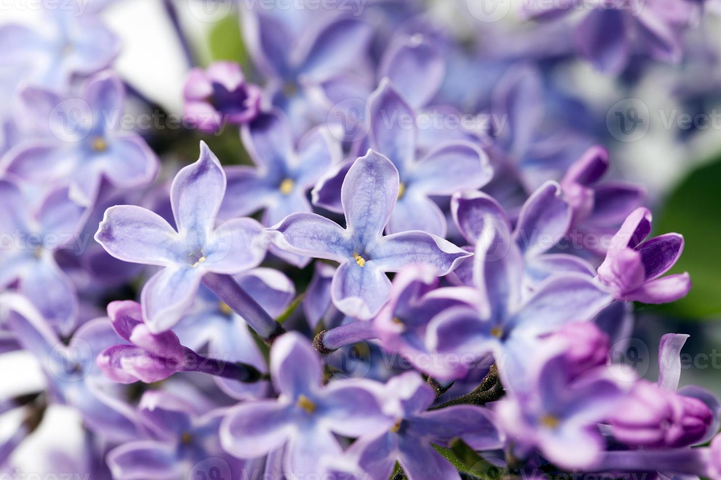 flowering plant, close-up photo