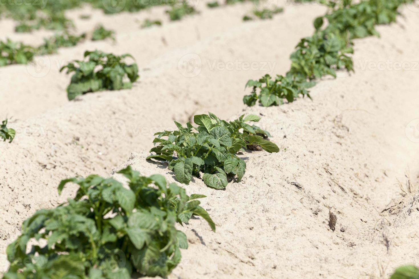 agricultura, campo de patatas foto