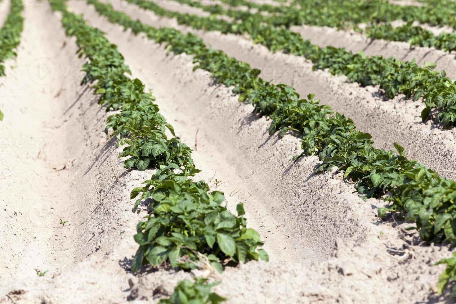 Agriculture, potato field photo