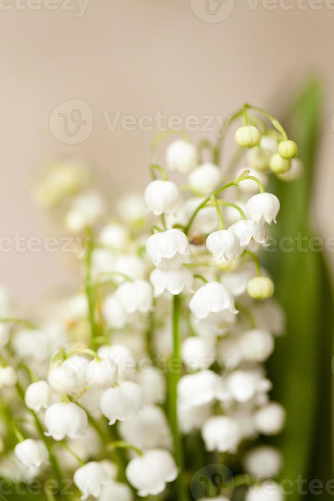 Flower lily of the valley photo