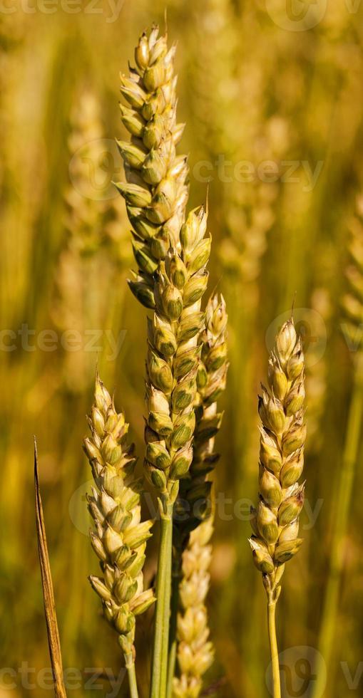 ripe cereal wheat in the field photo