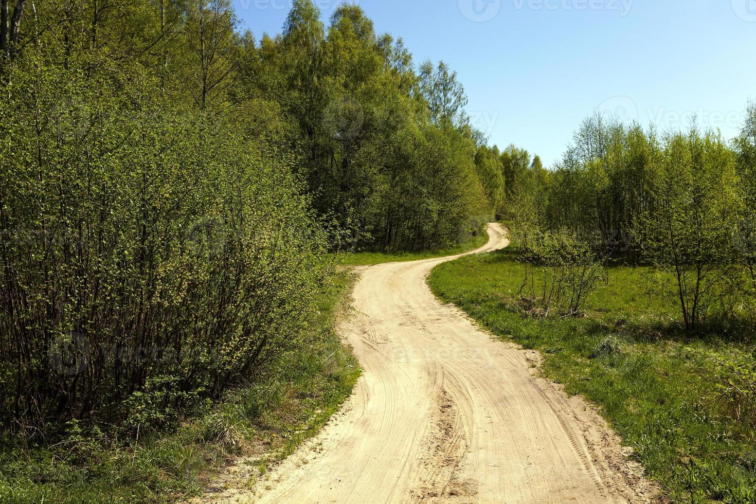 camino de tierra . bosque. foto